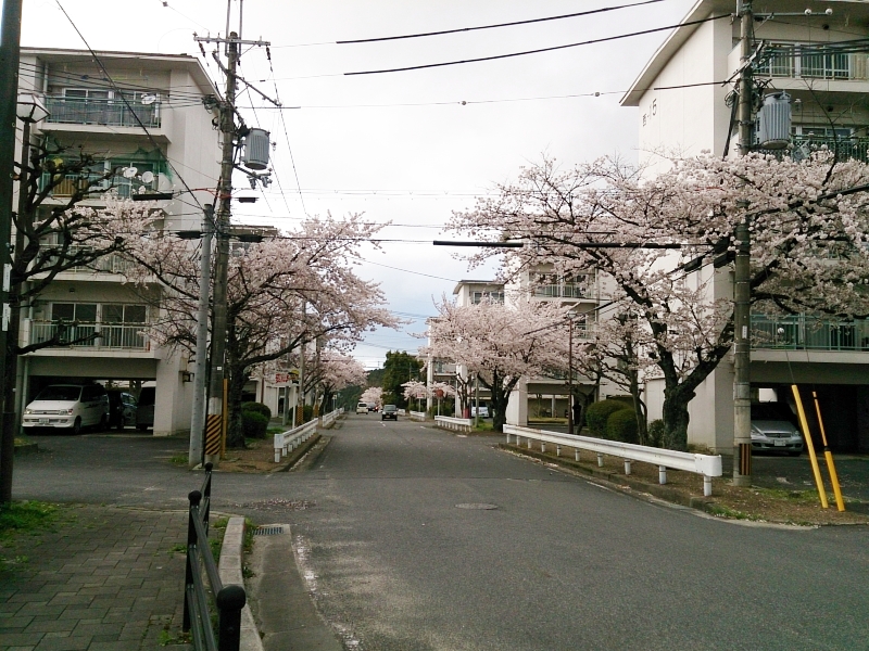 トレセンの社宅は桜が満開に近いです