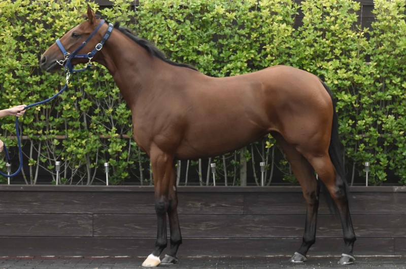 高橋義忠厩舎» 馬の管理 ベガリス