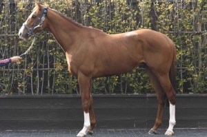 馬体のコンディション