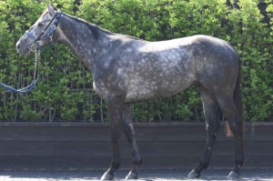 馬体のコンディション