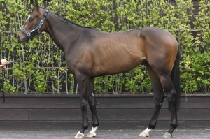 馬体のコンディション