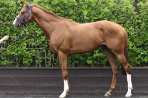 馬体のコンディション