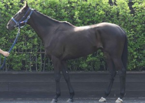 馬体のコンディション