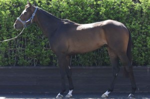 馬体のコンディション