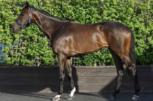 馬体のコンディション