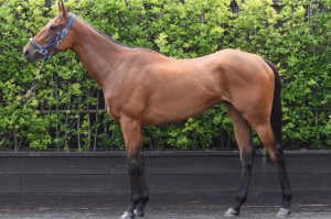 馬体のコンディション