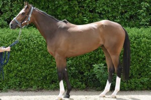 馬体のコンディション