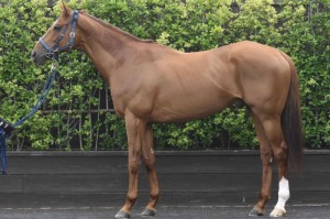 馬体のコンディション