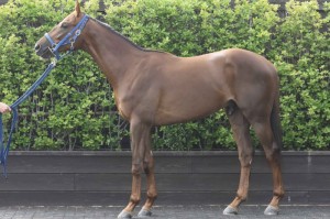 馬体のコンディション