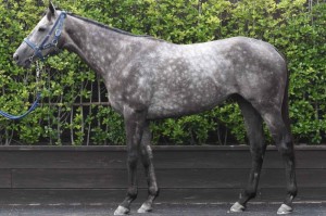 馬体のコンディション