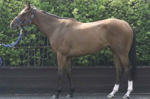 馬体のコンディション