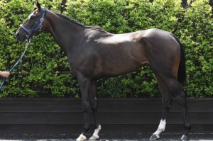 馬体のコンディション