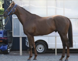 馬体のコンディション