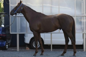 馬体のコンディション