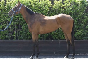 馬体のコンディション