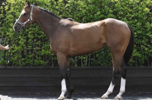 馬体のコンディション