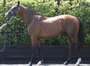 馬体のコンディション