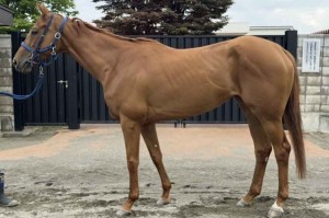 馬体のコンディション