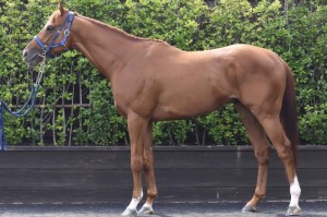 馬体のコンディション