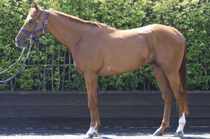 馬体のコンディション