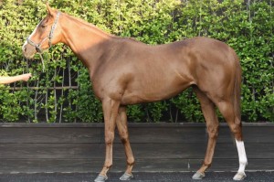 馬体のコンディション