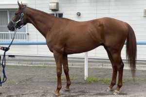 馬体のコンディション