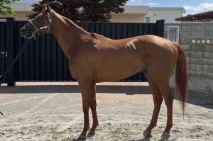 馬体のコンディション