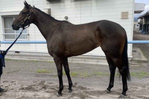 馬体のコンディション