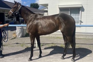 馬体のコンディション