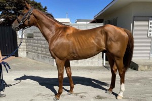 馬体のコンディション