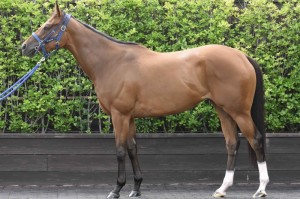 馬体のコンディション