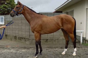 馬体のコンディション