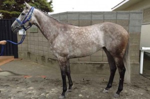 馬体のコンディション