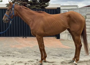 馬体のコンディション