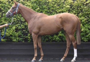 馬体のコンディション