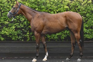 馬体のコンディション