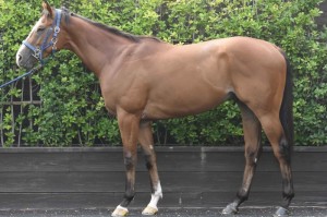 馬体のコンディション