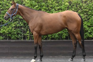 馬体のコンディション