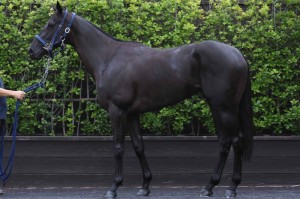 馬体のコンディション