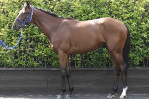 馬体のコンディション