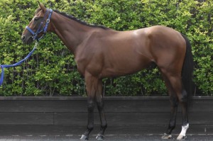 馬体のコンディション