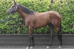 馬体のコンディション