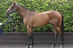 馬体のコンディション