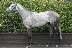 馬体のコンディション