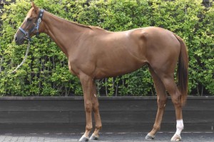 馬体のコンディション