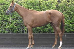 馬体のコンディション