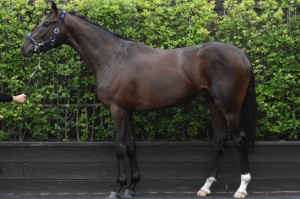 馬体のコンディション