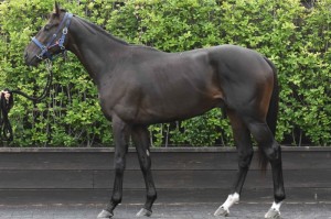 馬体のコンディション