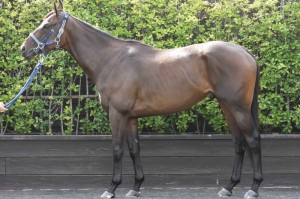 馬体のコンディション