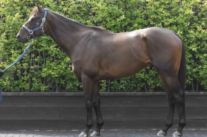 馬体のコンディション